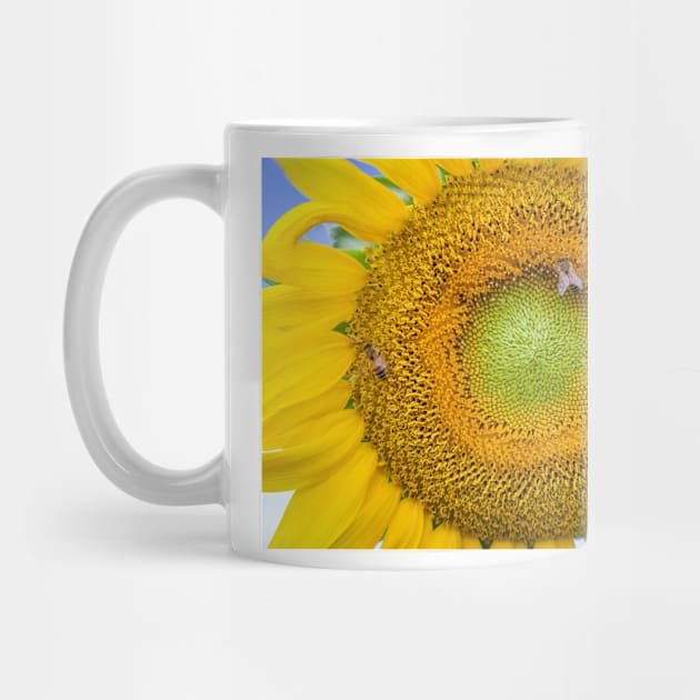 Sunflower Closeup by mcdonojj